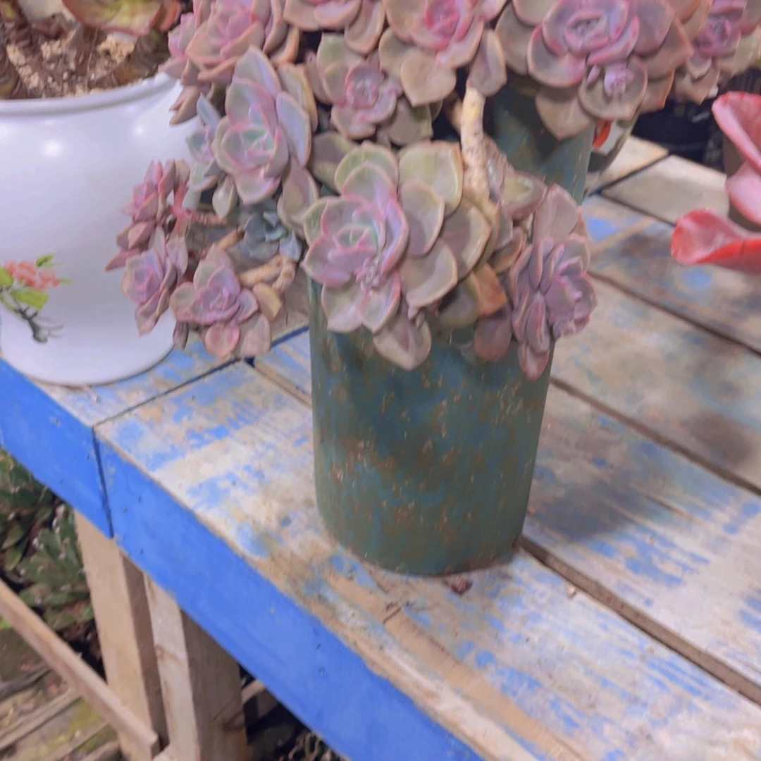三****多肉植物保护研究所