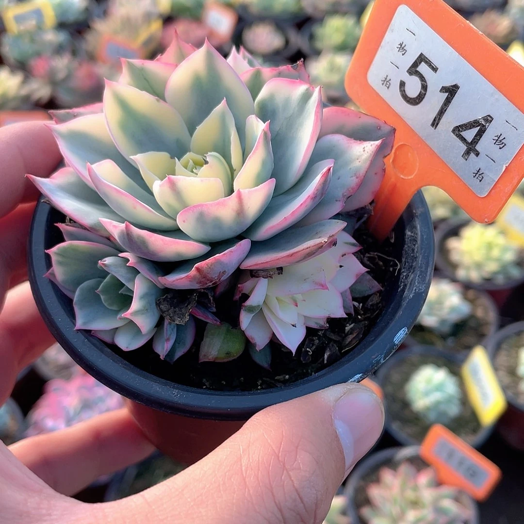 阿美星锦群514个多肉