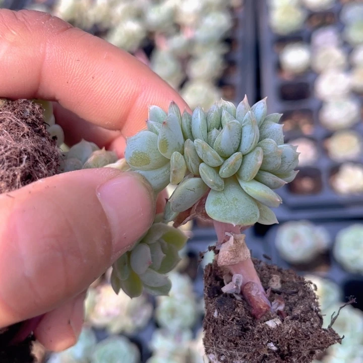 白恋板子随机发满18