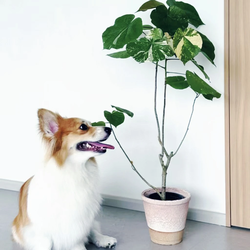 花叶黄锦室内客厅阳台好养绿植盆栽植潮