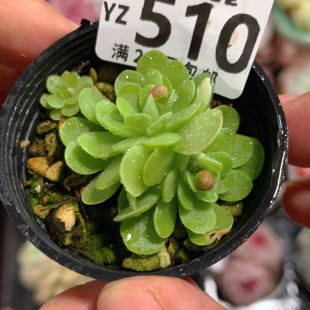 5CM拇指盆精控多肉YZ510