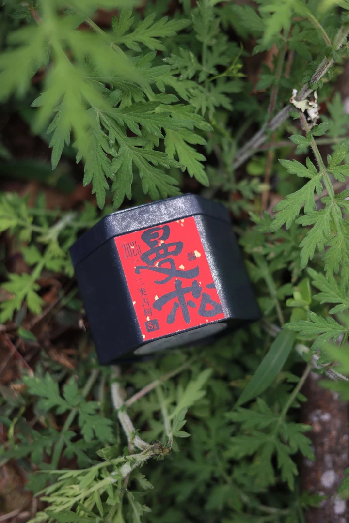 【春茶首发】2025曼松王子山【原生二类】古树晒青毛茶8克