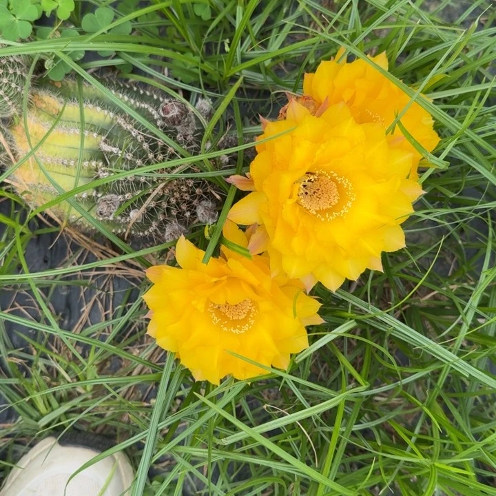 彩草仙人球仙人掌896