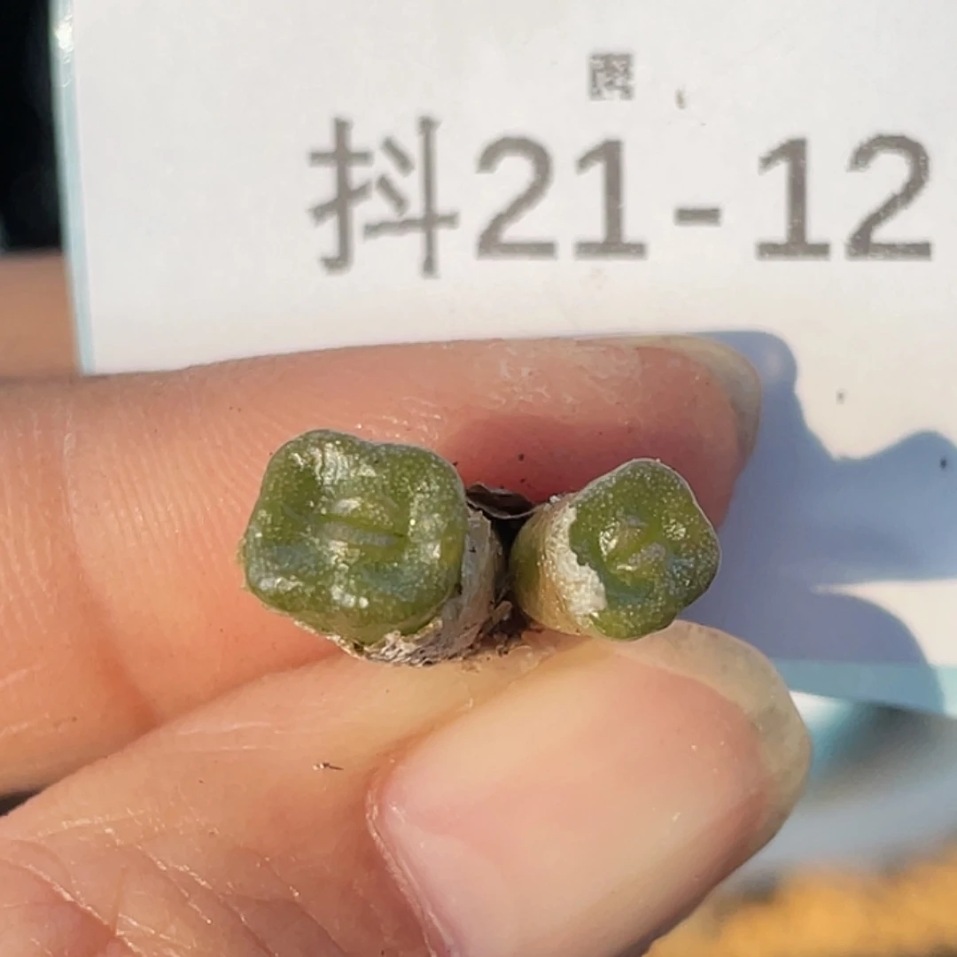 21-12方糖多肉植物