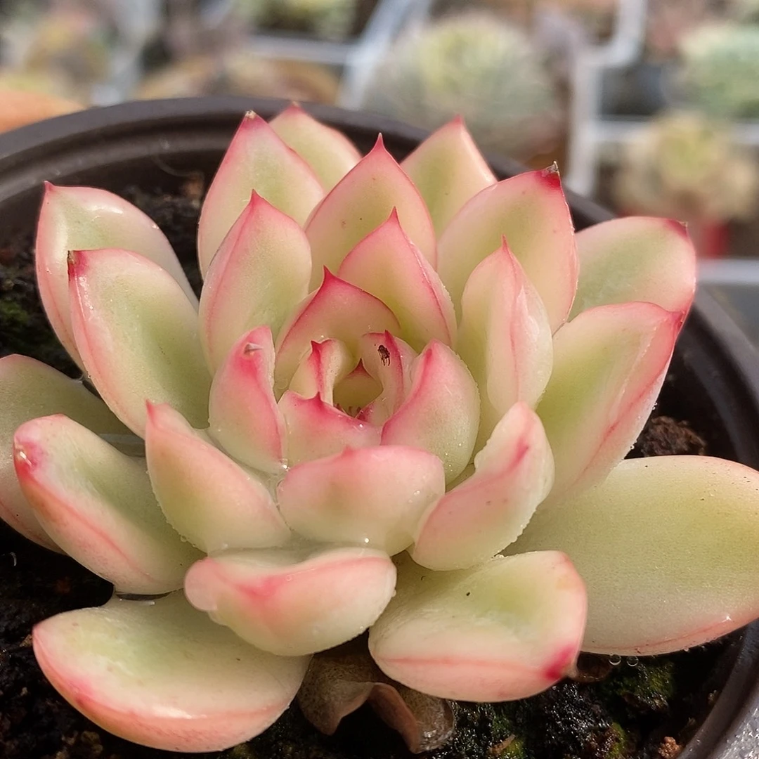 548元旦福利哈哈哈哈哈