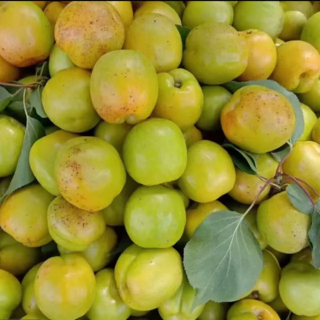 包谷杏子（喇嘛川杏子）