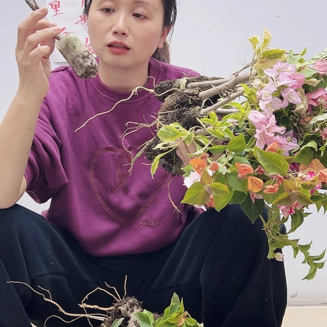 大部分花苞少量开放蛋糕苗10颗（品种会重复）