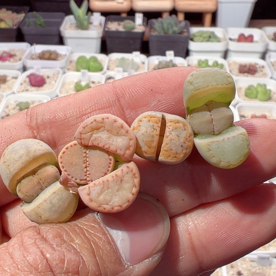 劳****?117-571.多肉多肉的