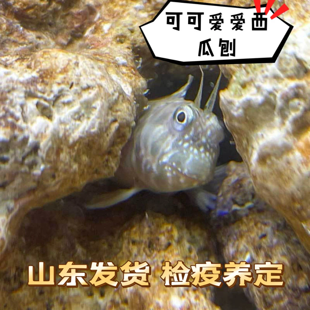 海生生物西瓜刨吃藻小能手除藻清洁鱼缸海水鱼可混养包损包活到家