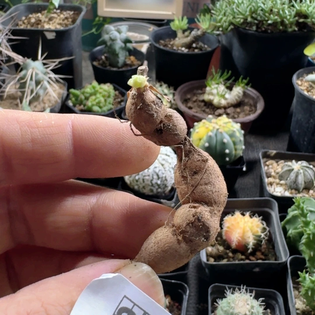 939罗伯塔洋葵脱土发货