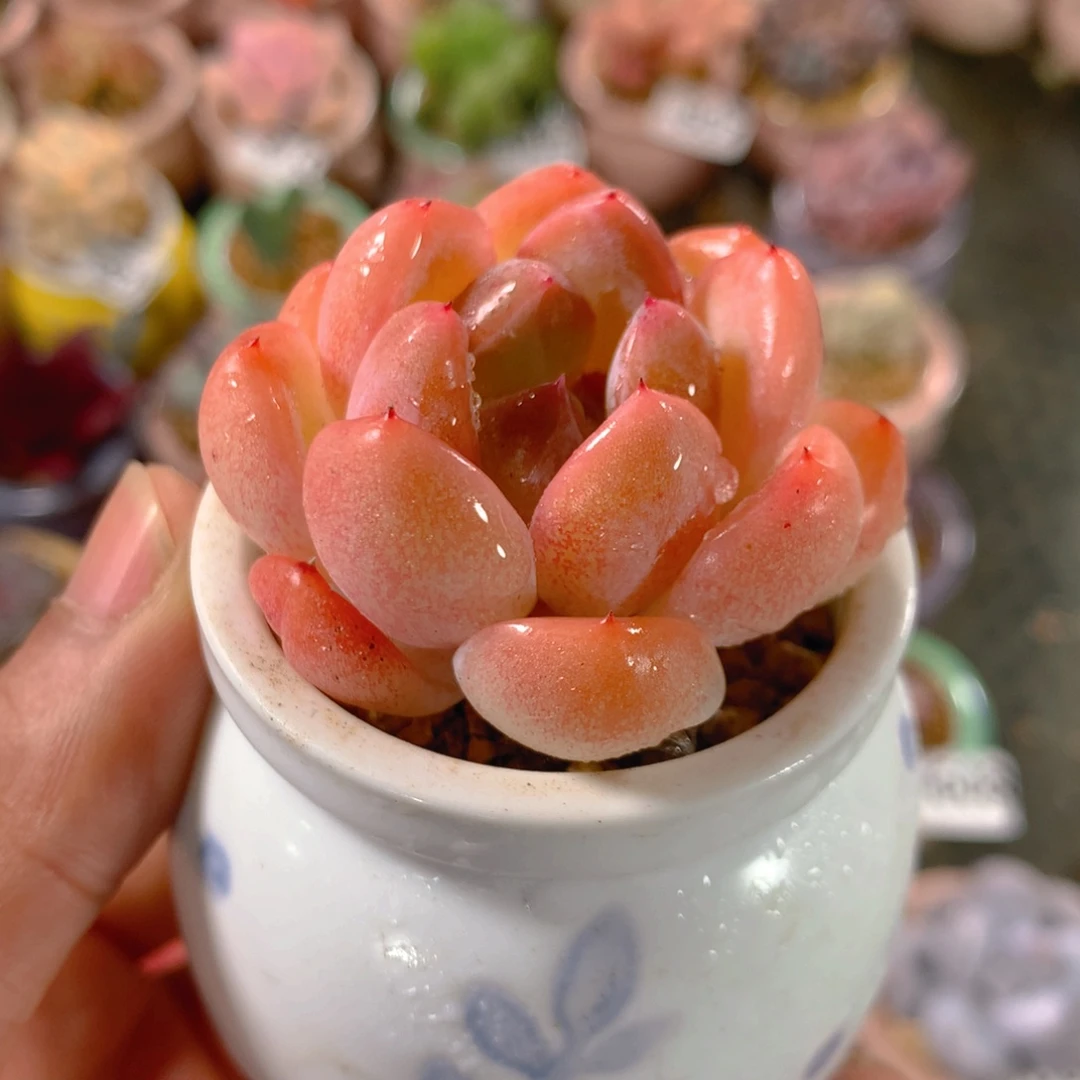 P肉萌萌5cm拇指盆精控多肉HI826