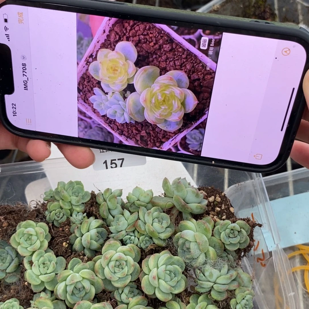 标签157希米鹿一个多肉量拍