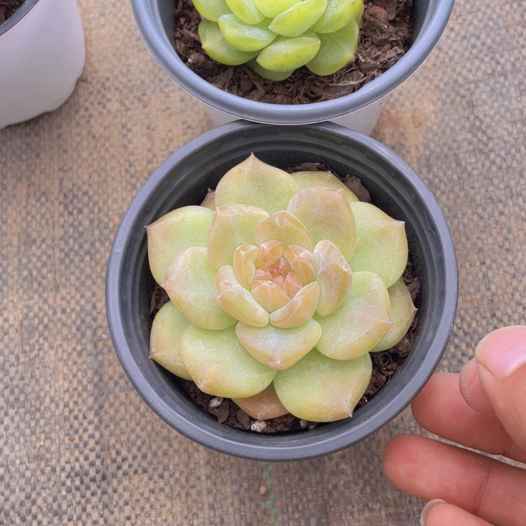 1262号 珍妮精品两个