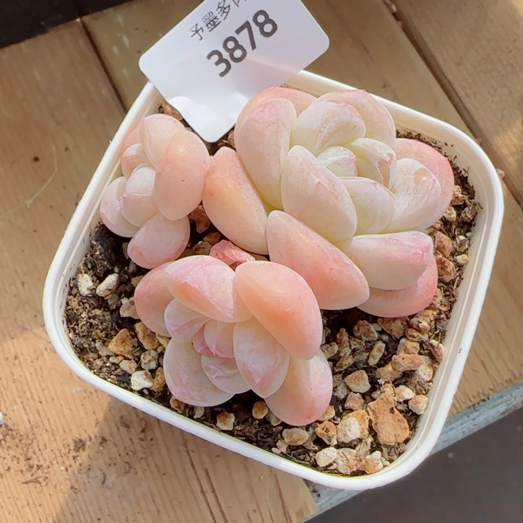 冰玉无砍，3878多肉植物