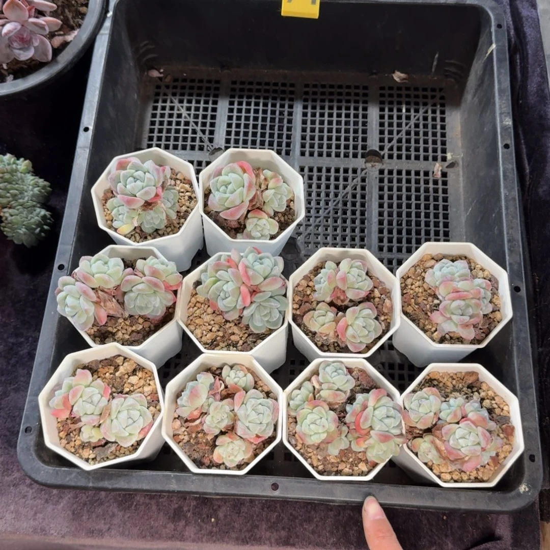 冰玉默认有砍带盆发不包整74