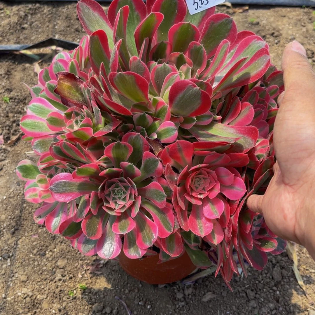 沛*5-25-12布加迪寄养