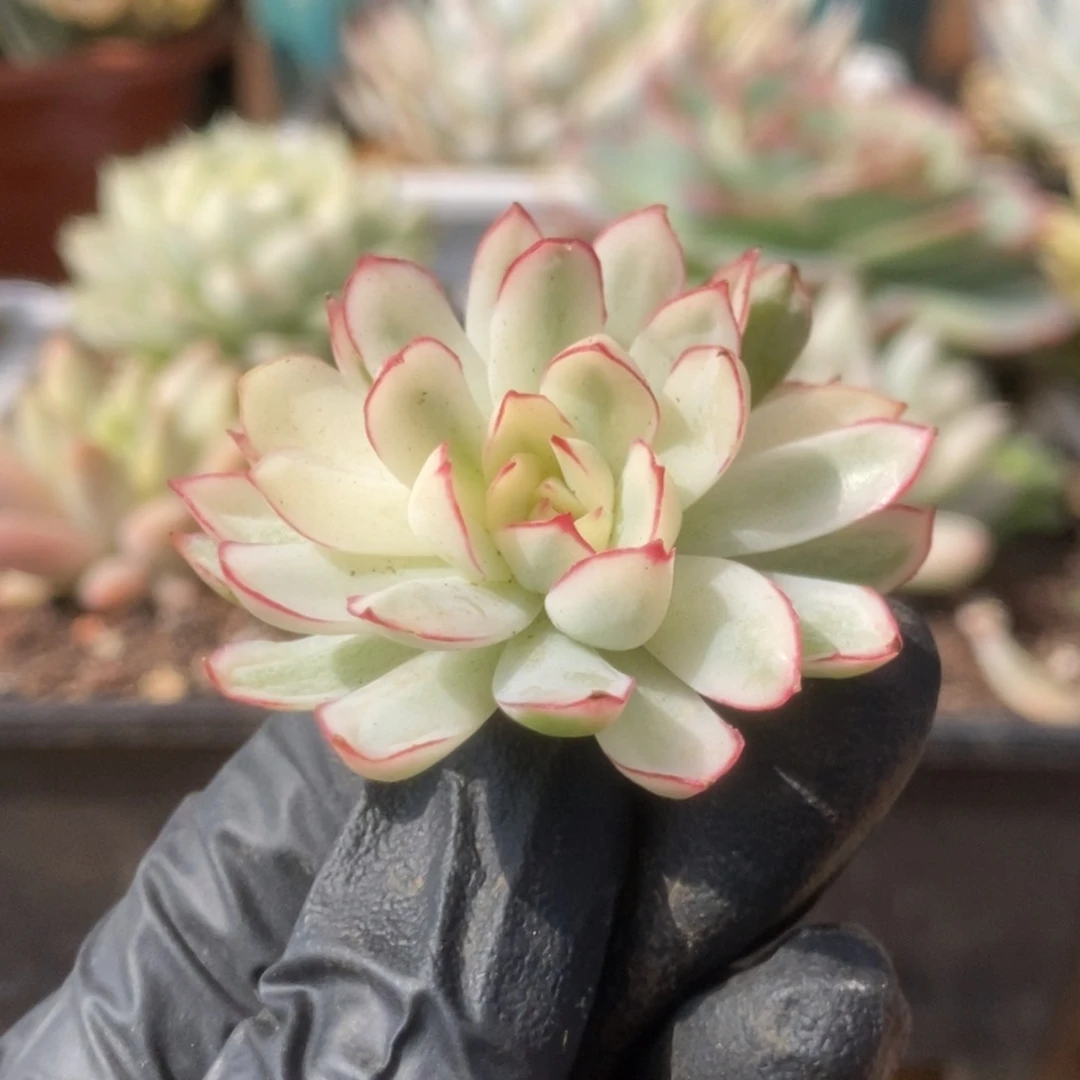 401白覆轮梦幻玫瑰锦