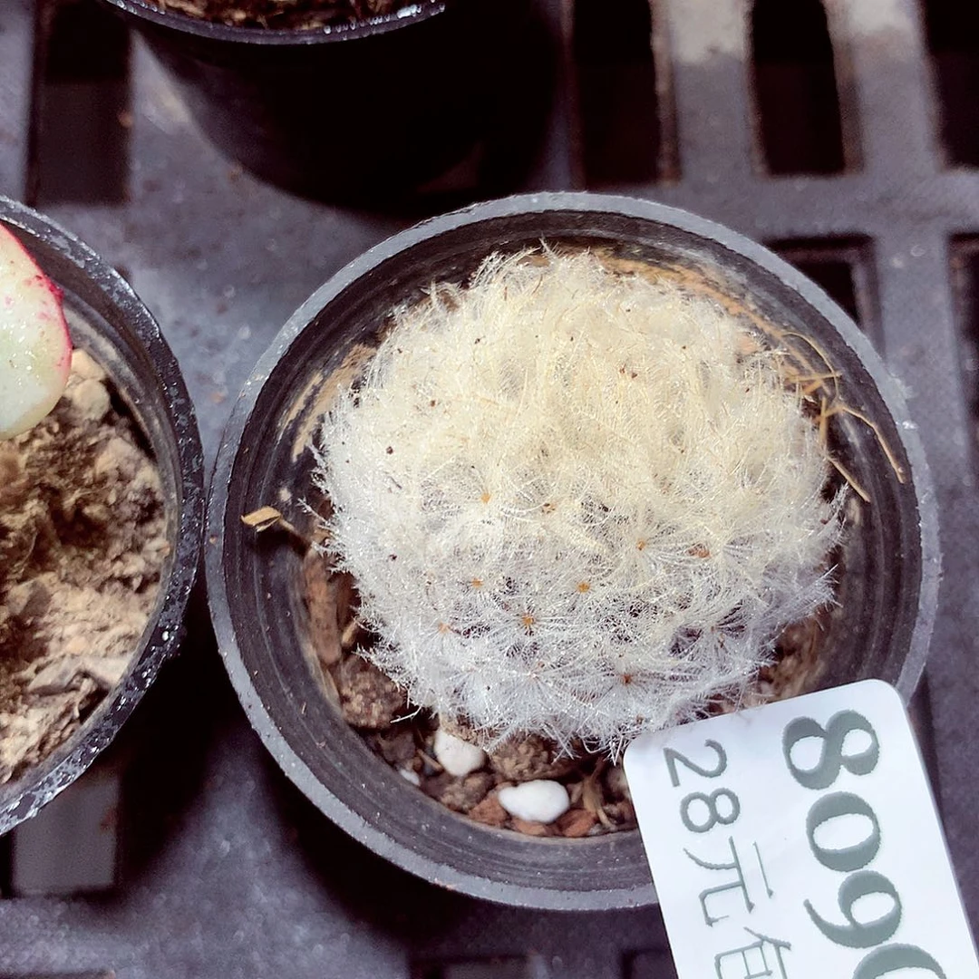 5厘米盆精控多肉809