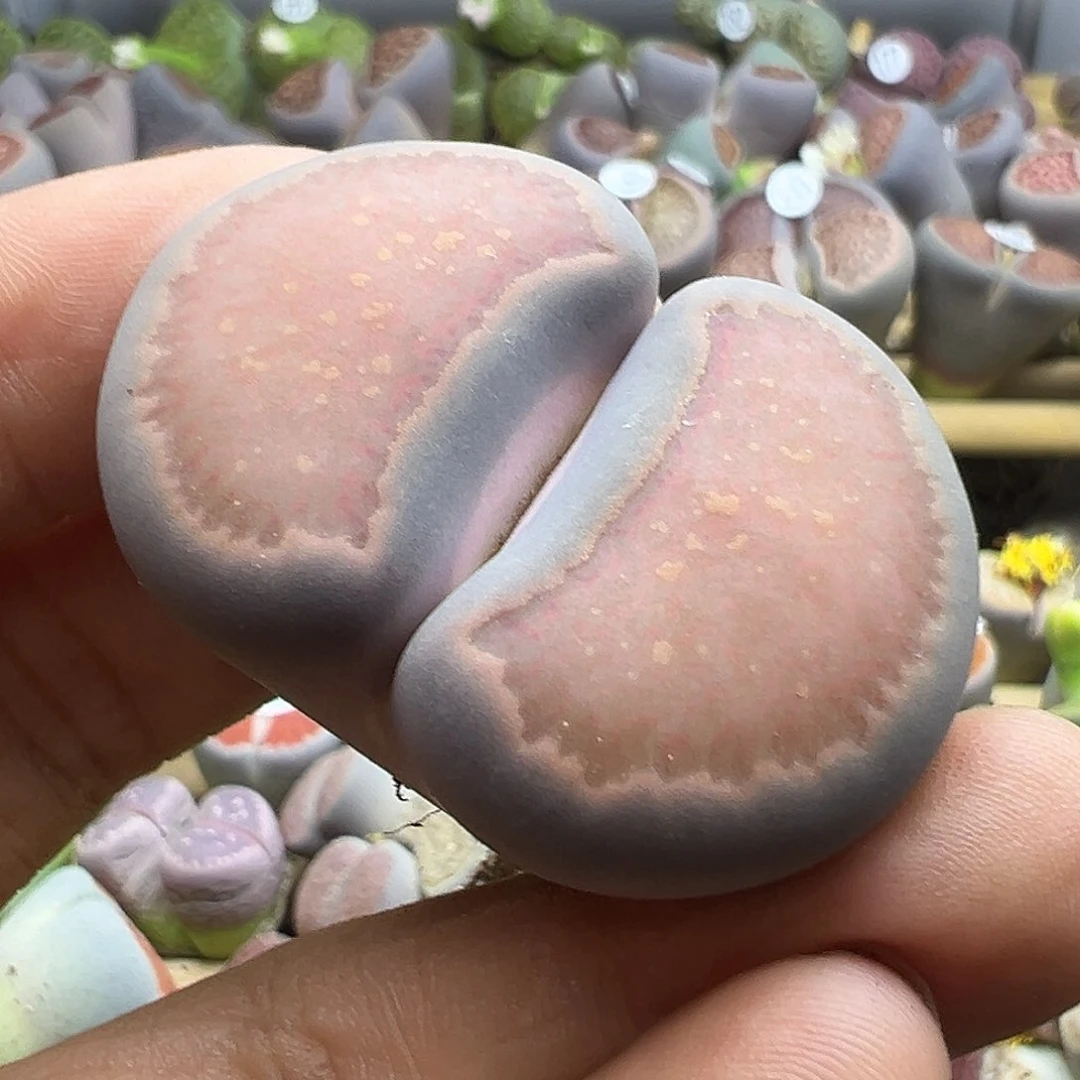 192下播福利炸了11111111