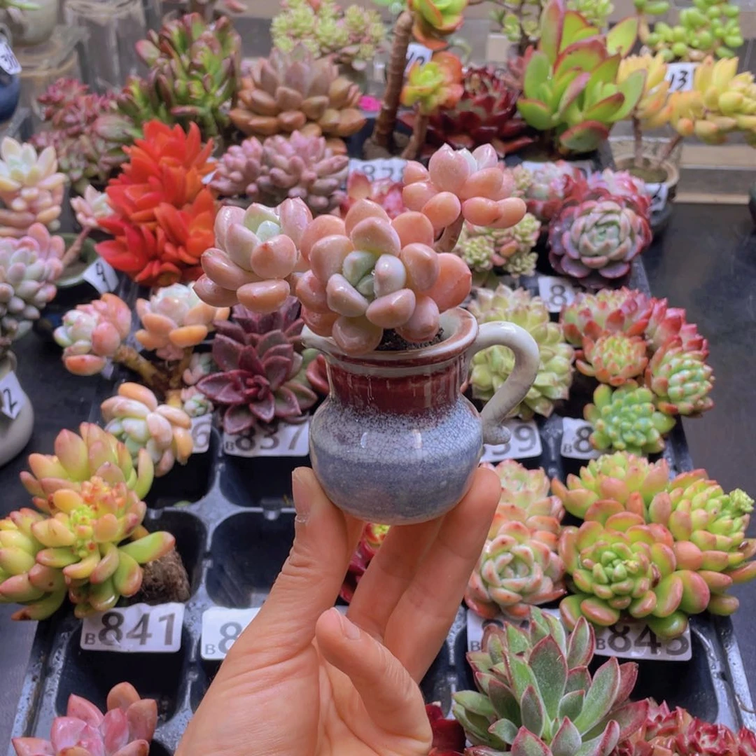 猫****莉花器花器花器花器花器