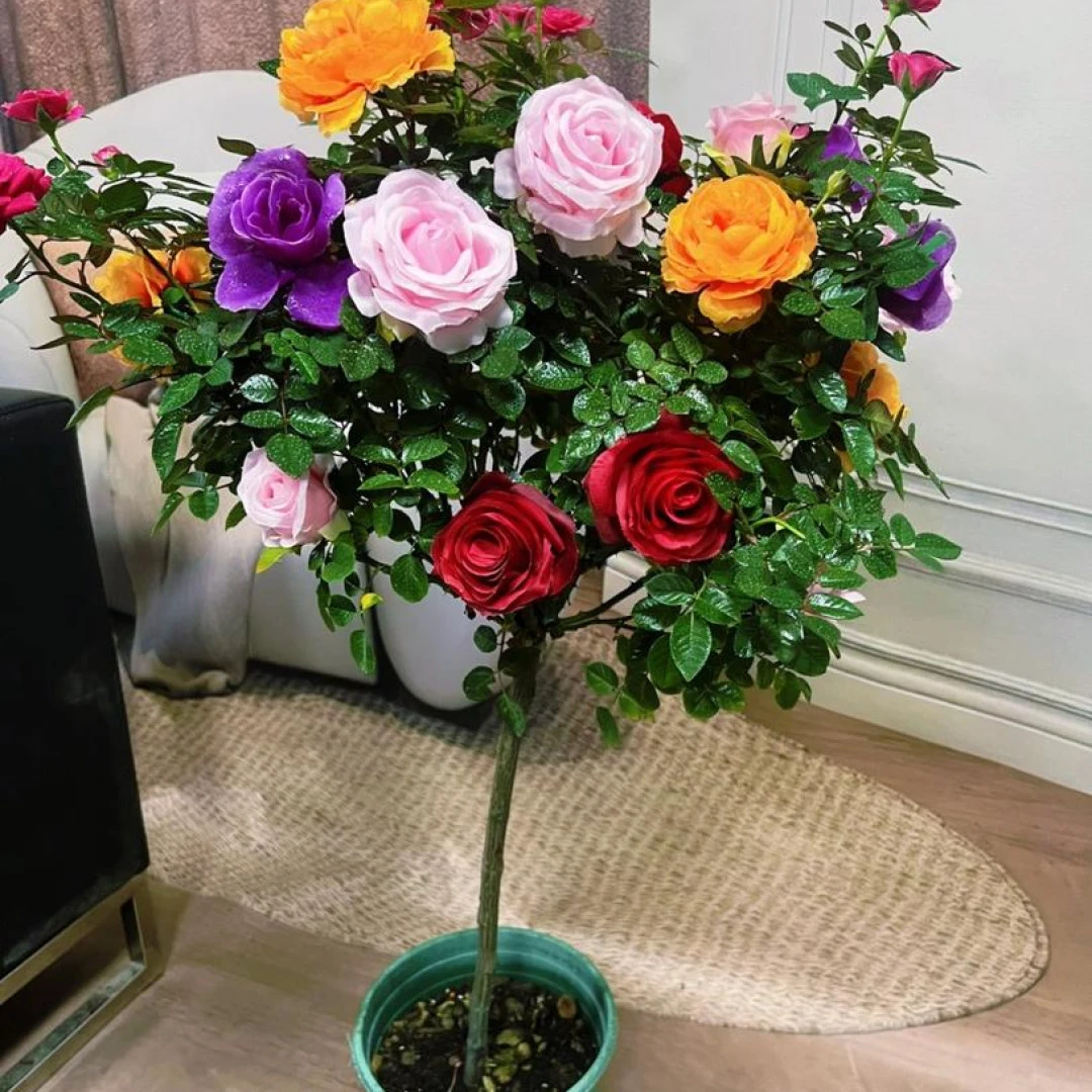 多色棒棒糖80-100月季盆栽庭院阳台种植四季开花美观好养