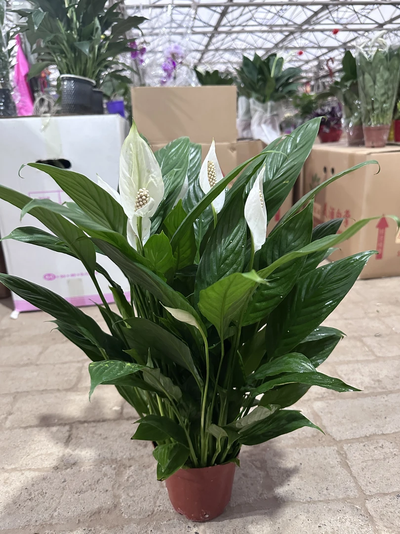 140#白掌一帆风顺颗型饱满 可水培室内好养花卉净化空气客厅绿植