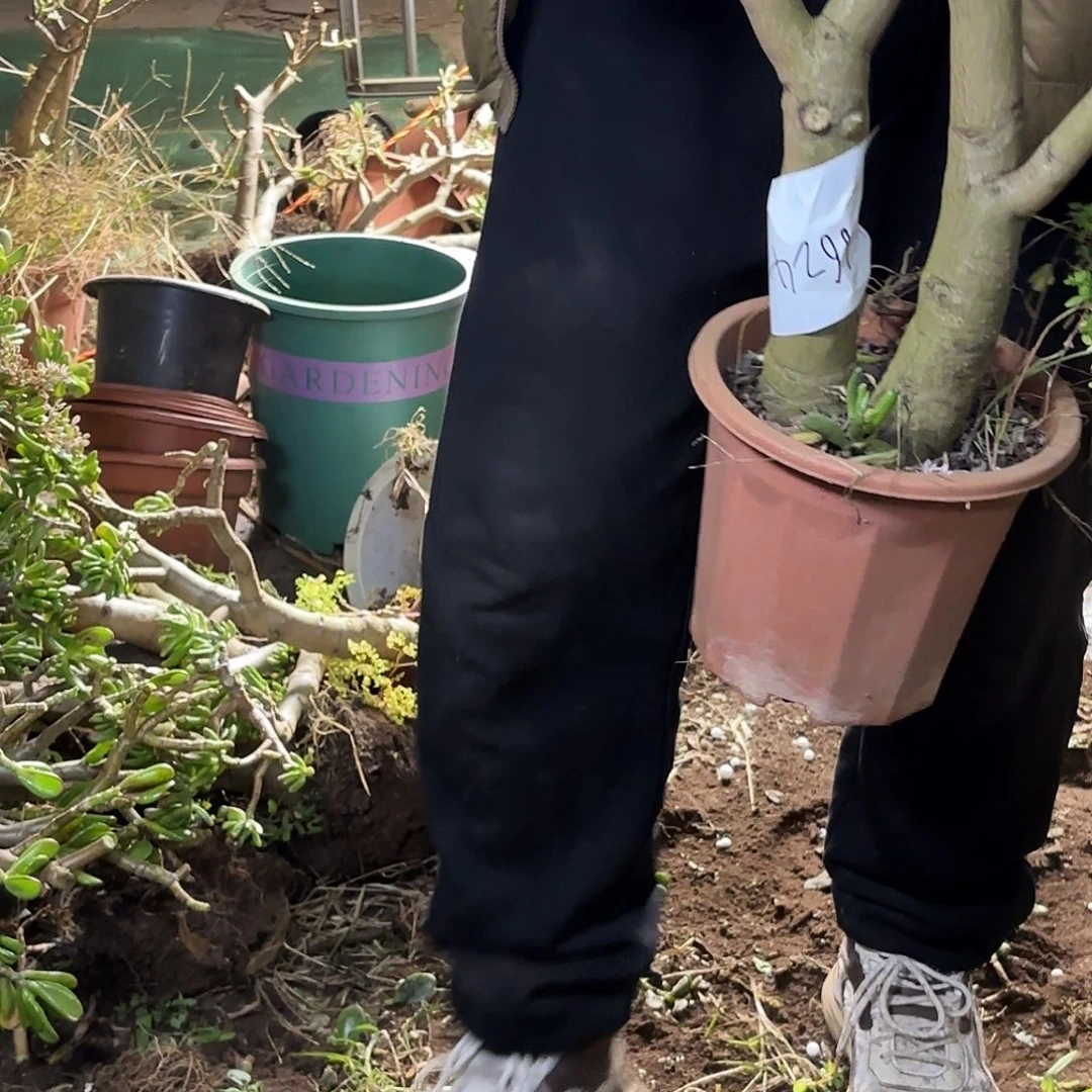 艳***伟6624吸财树带土球发货