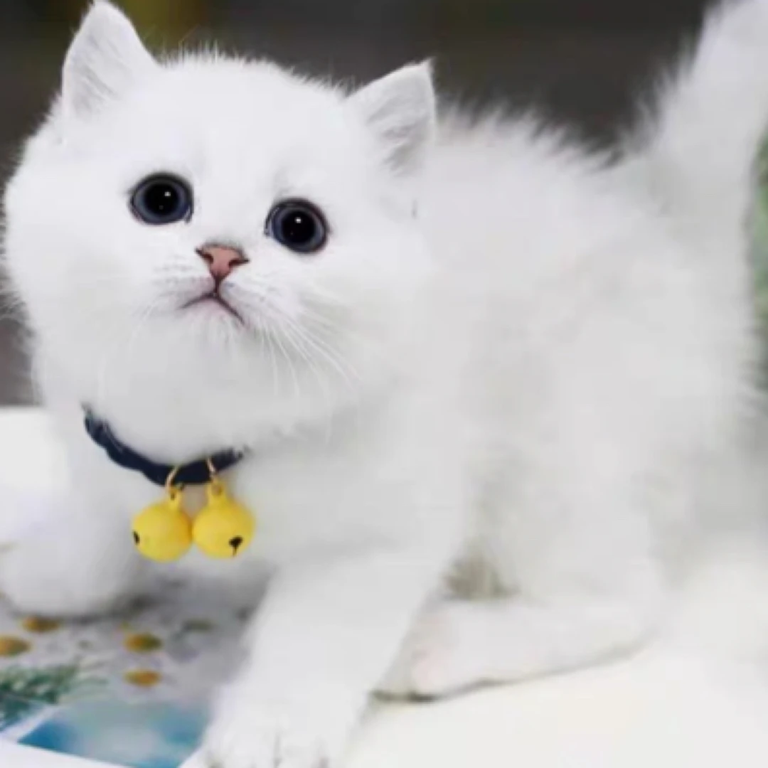 宠物猫咪活体银渐层幼猫一物一拍