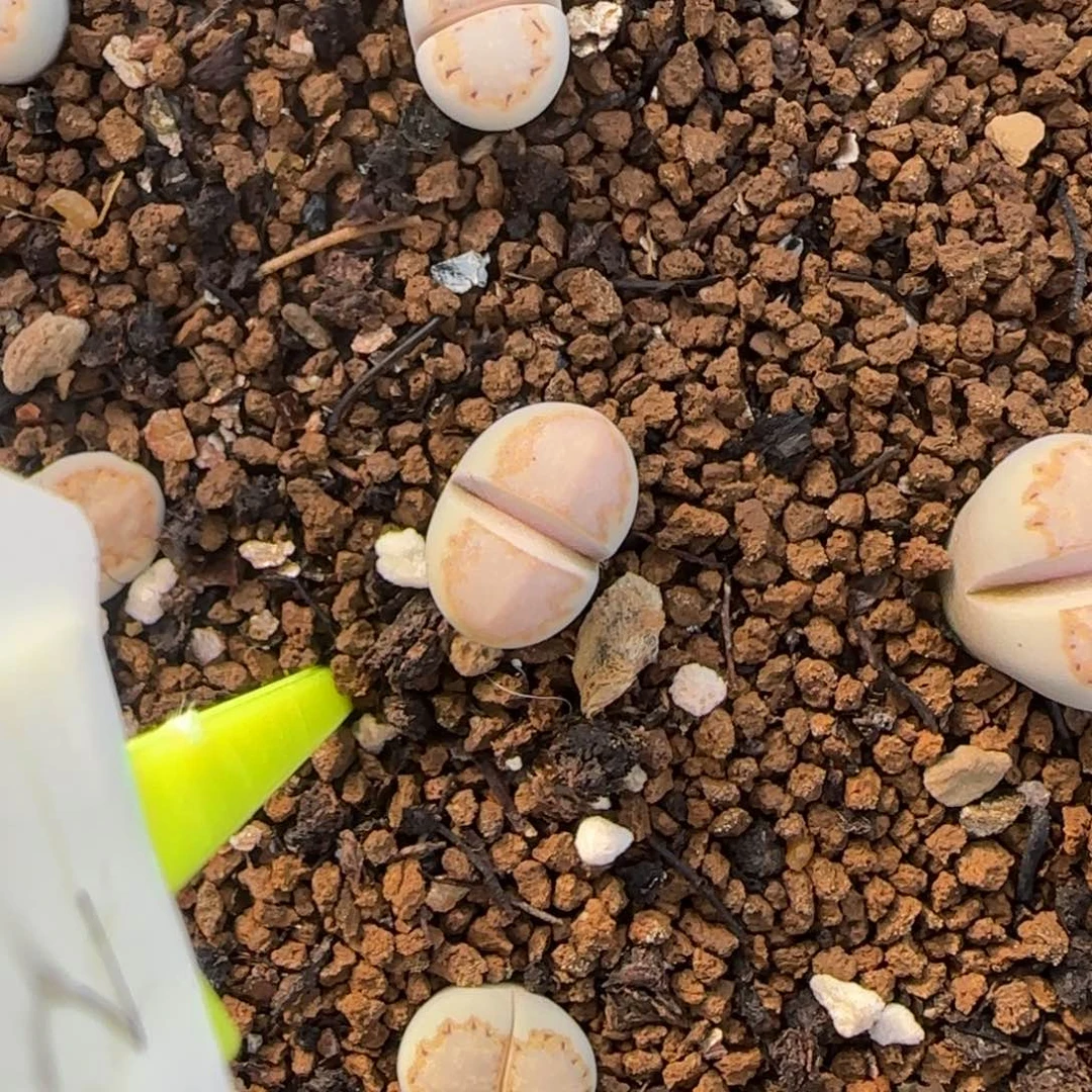 002二蜕饼干216大棚直播