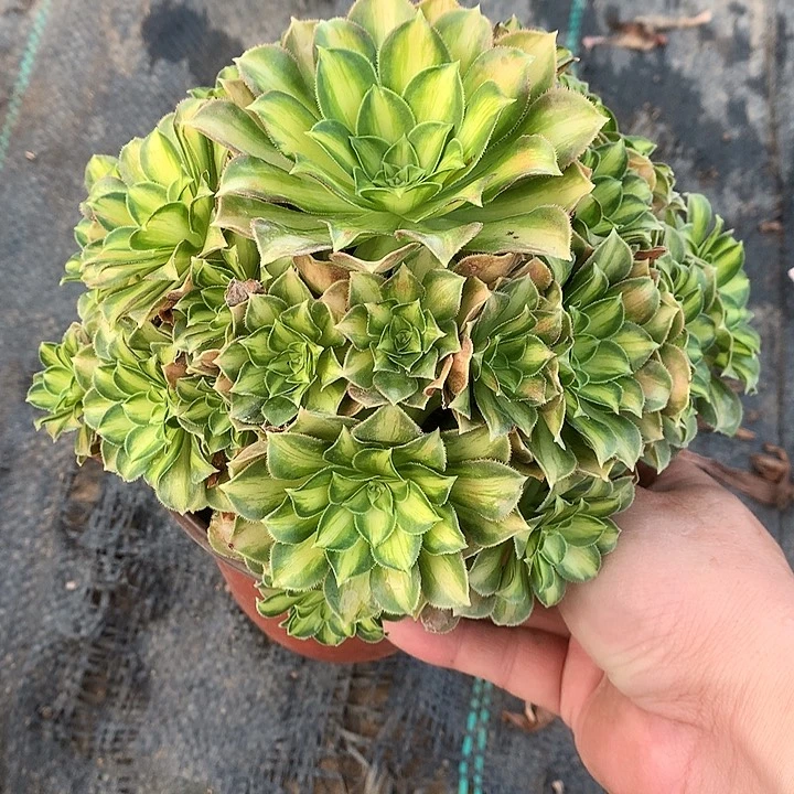 320韶华多肉植物