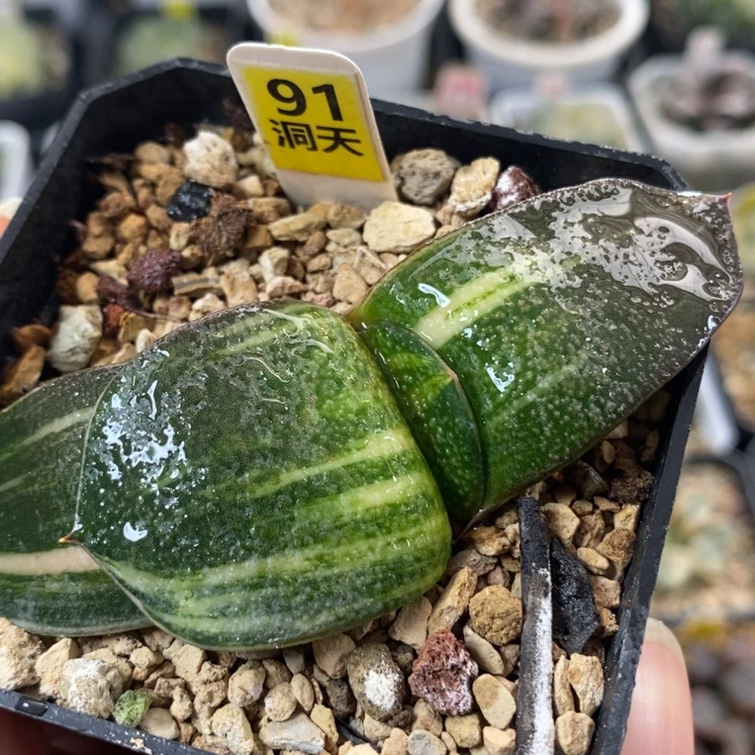 91珍珠卧牛锦一物一拍