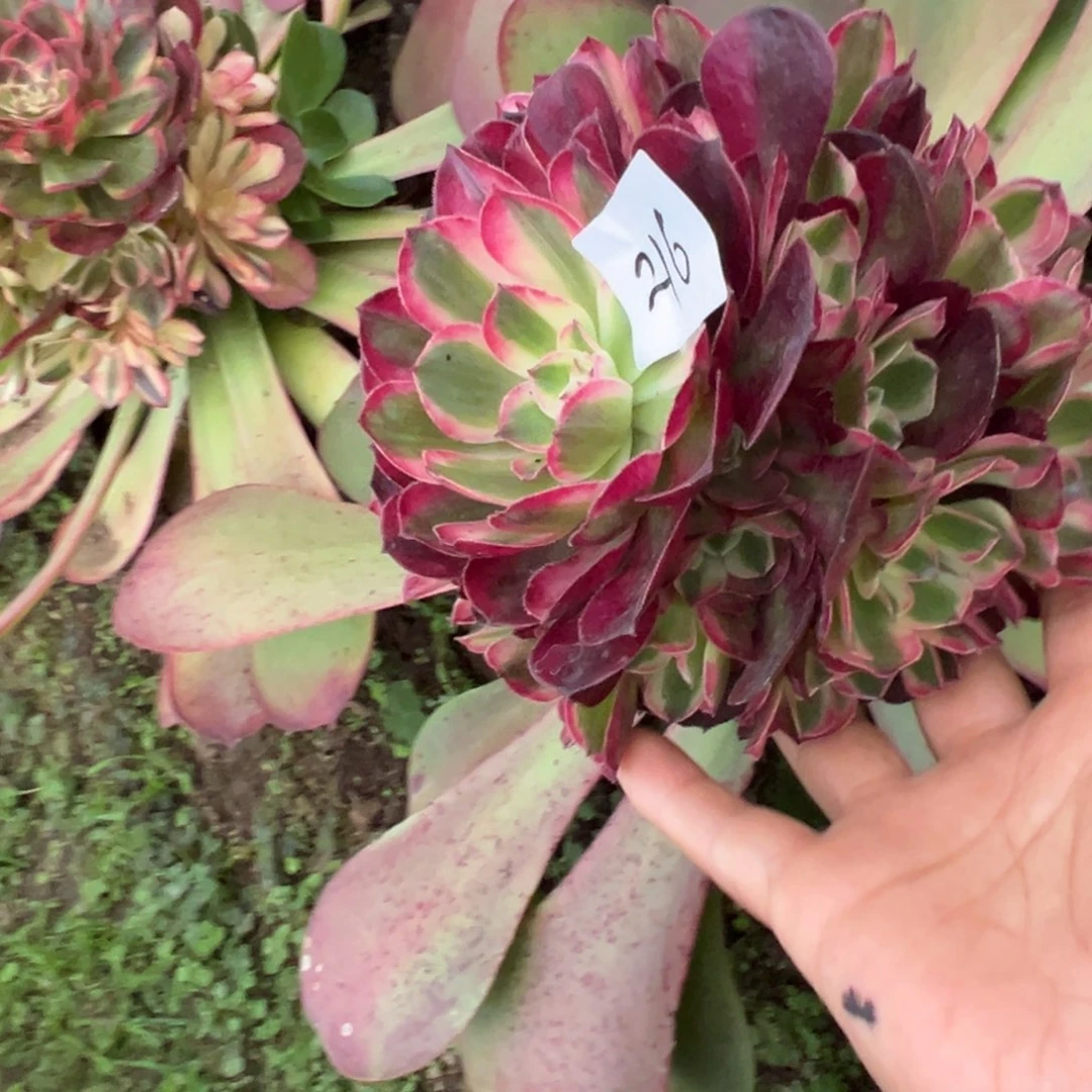 216半糖荔枝无根多肉