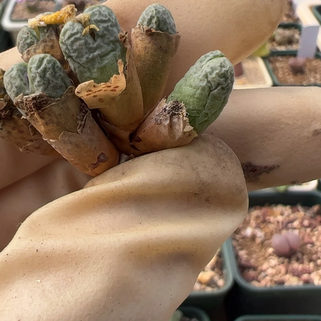 436 好看的多肉冲冲冲q