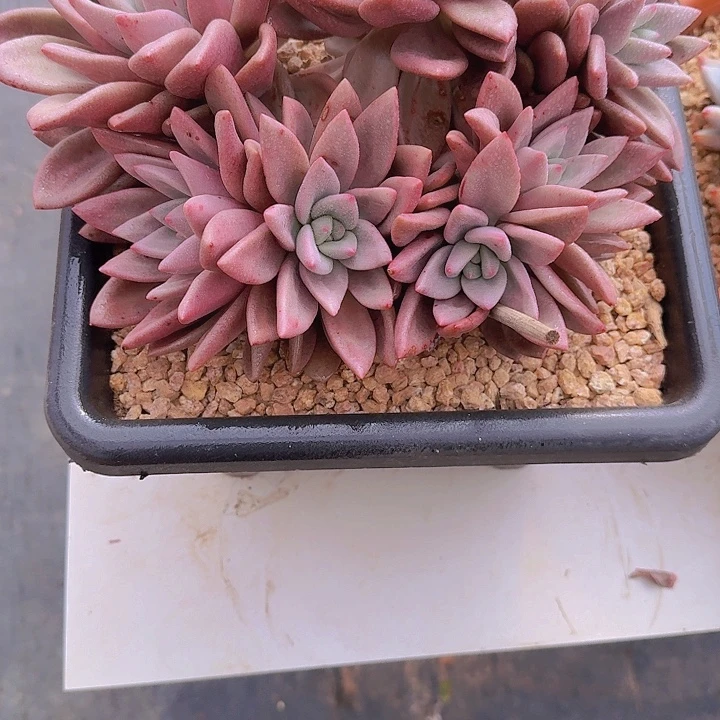 1413桃花源多肉植物