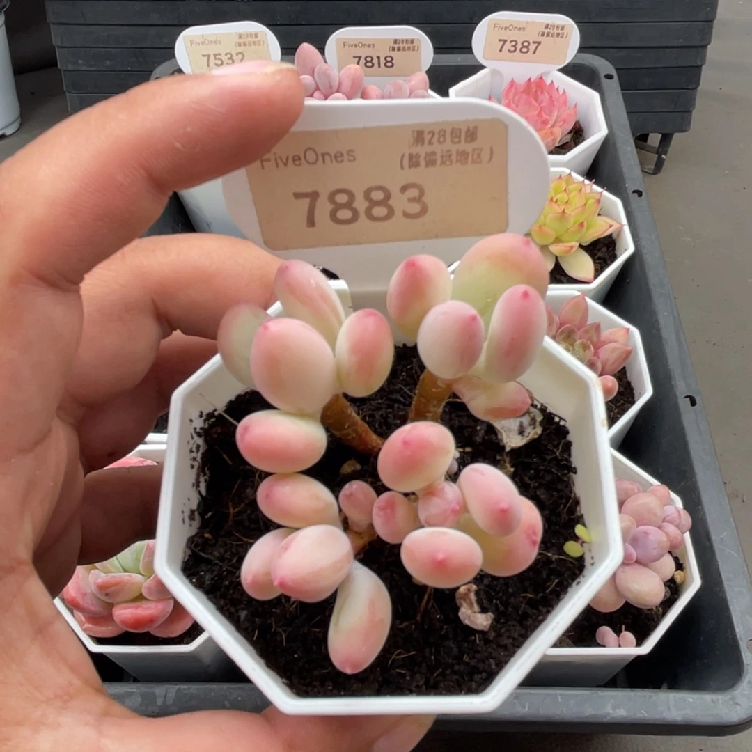 7883苹果奶 4.5厘米