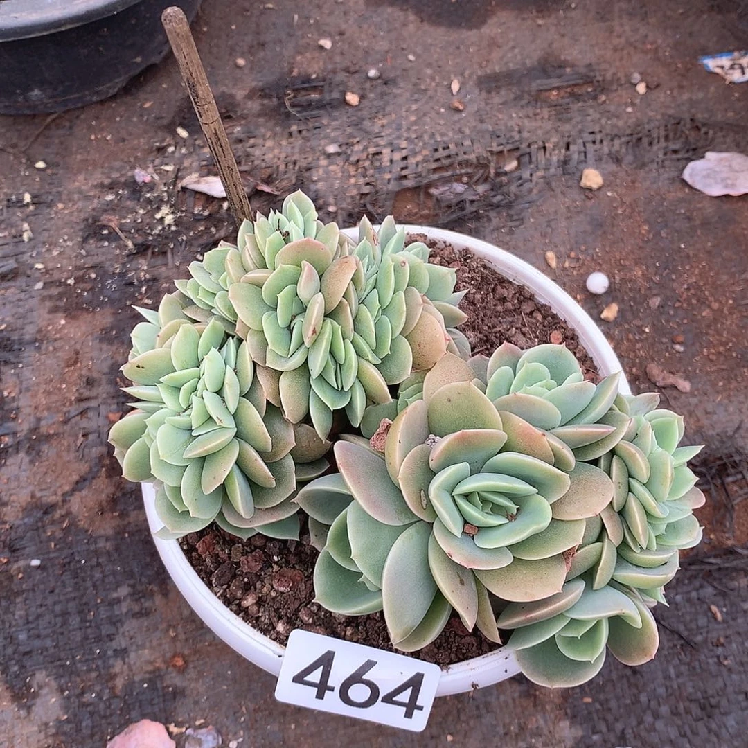 464星娜塔一物一拍多肉