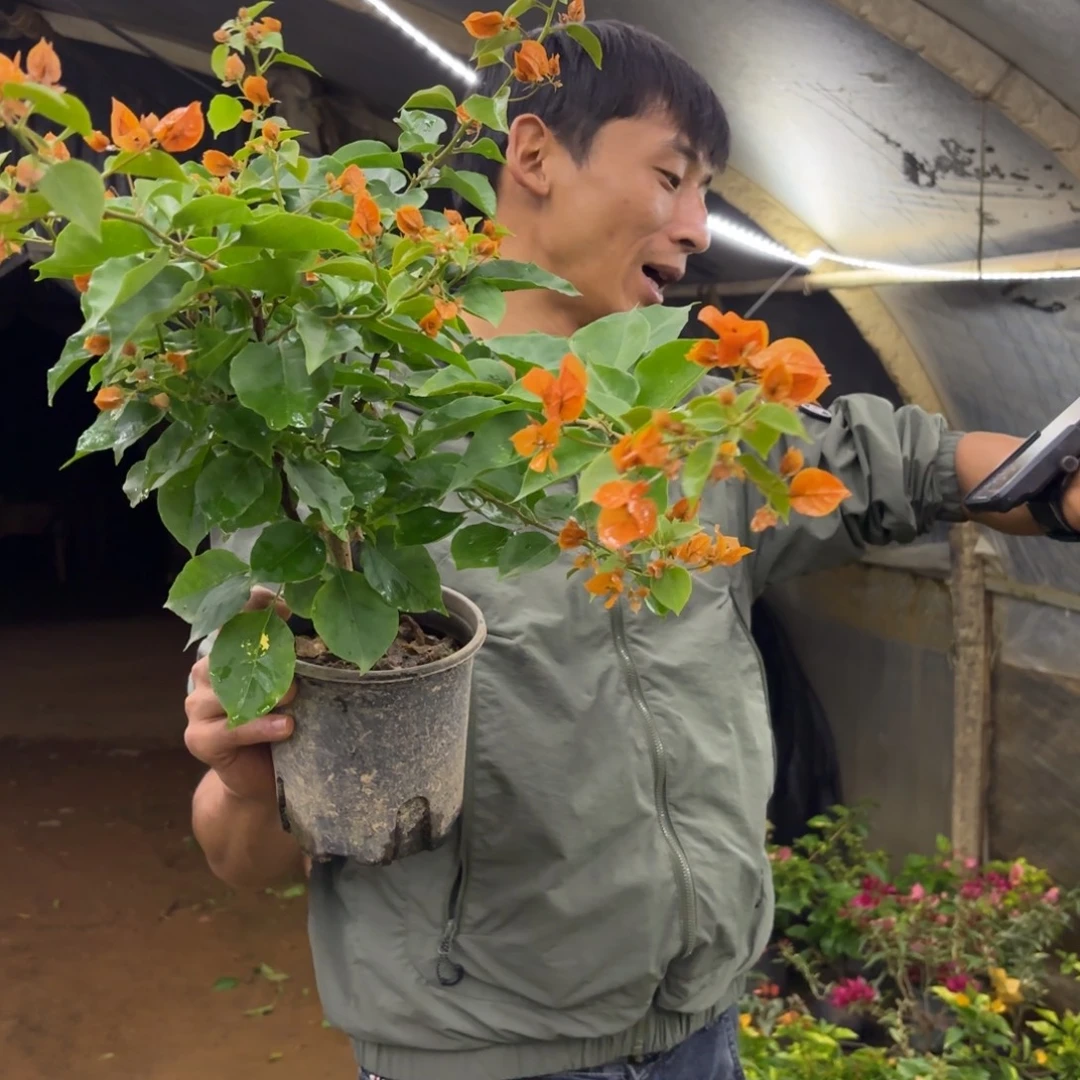 完全开放（绿叶橙）三角梅会落花落叶会光杆苗有大有小