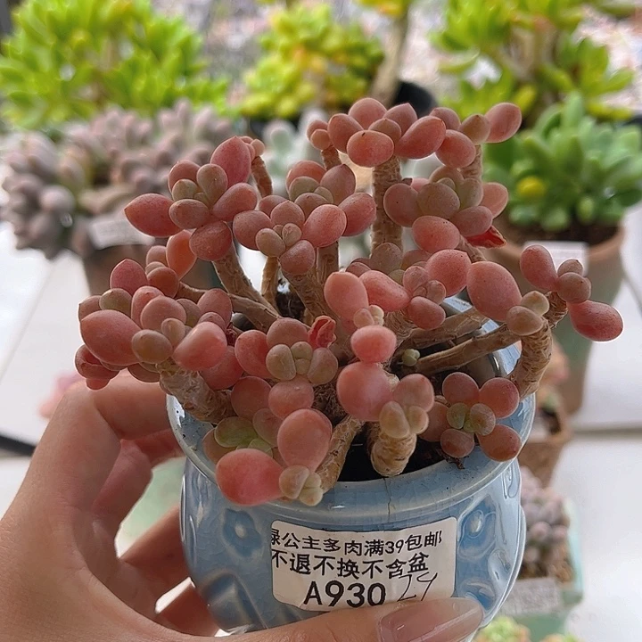 完全开放930-鱼子酱10cm