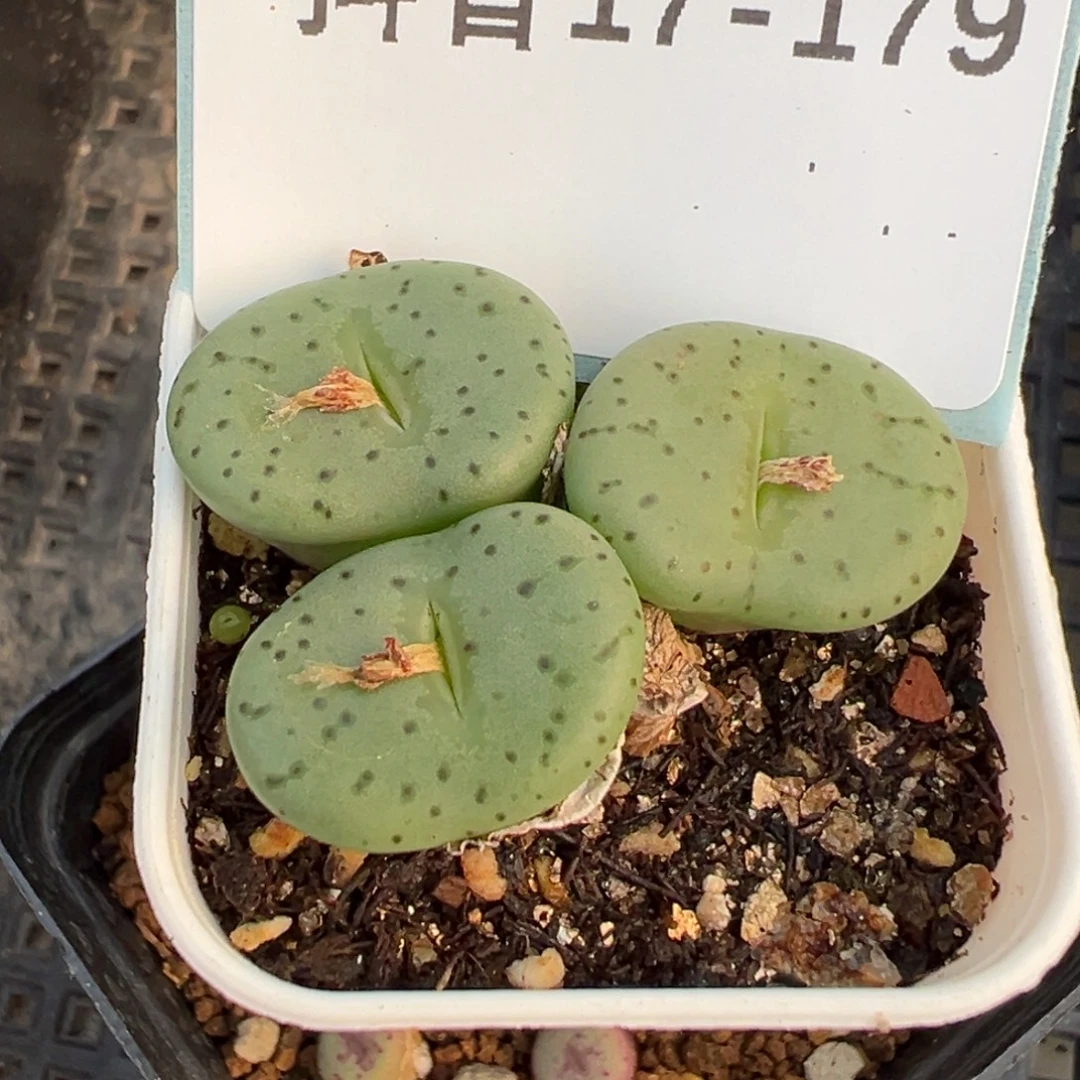 17-179肉锥多肉植物，