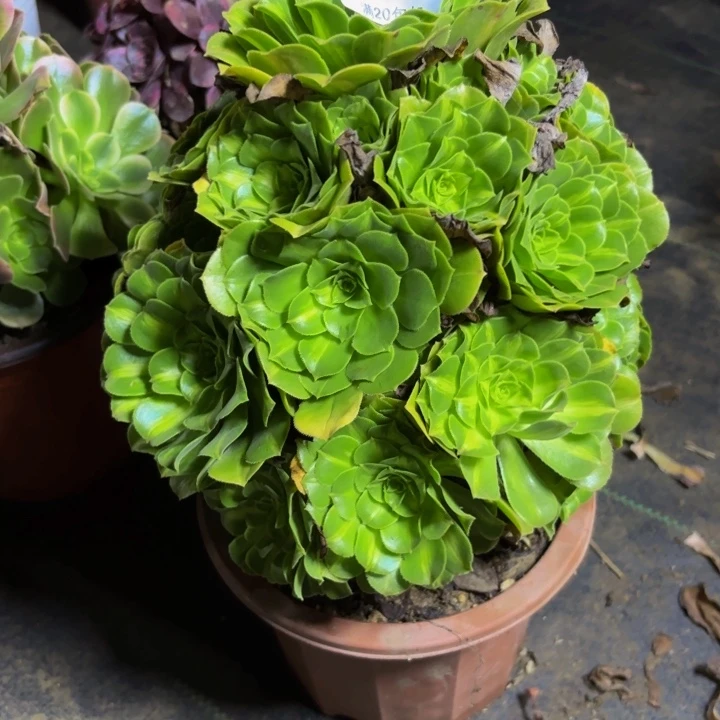 瑞妈多肉园艺477。翡翠琉璃