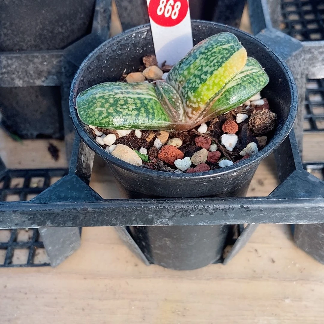 868恐龙卧牛实生锦带盆发货