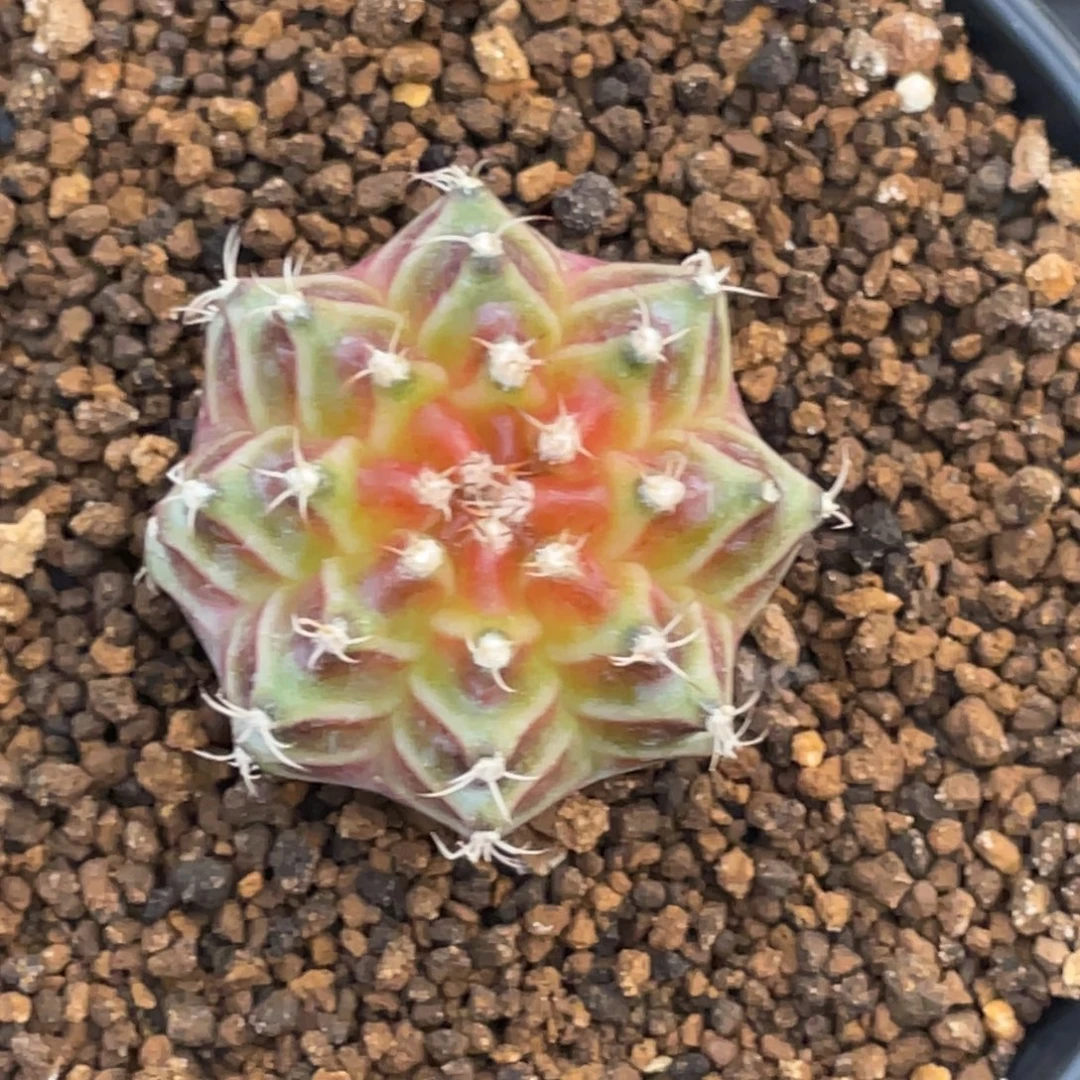 当前无花朵，栽培后可花朵橘黄轮回