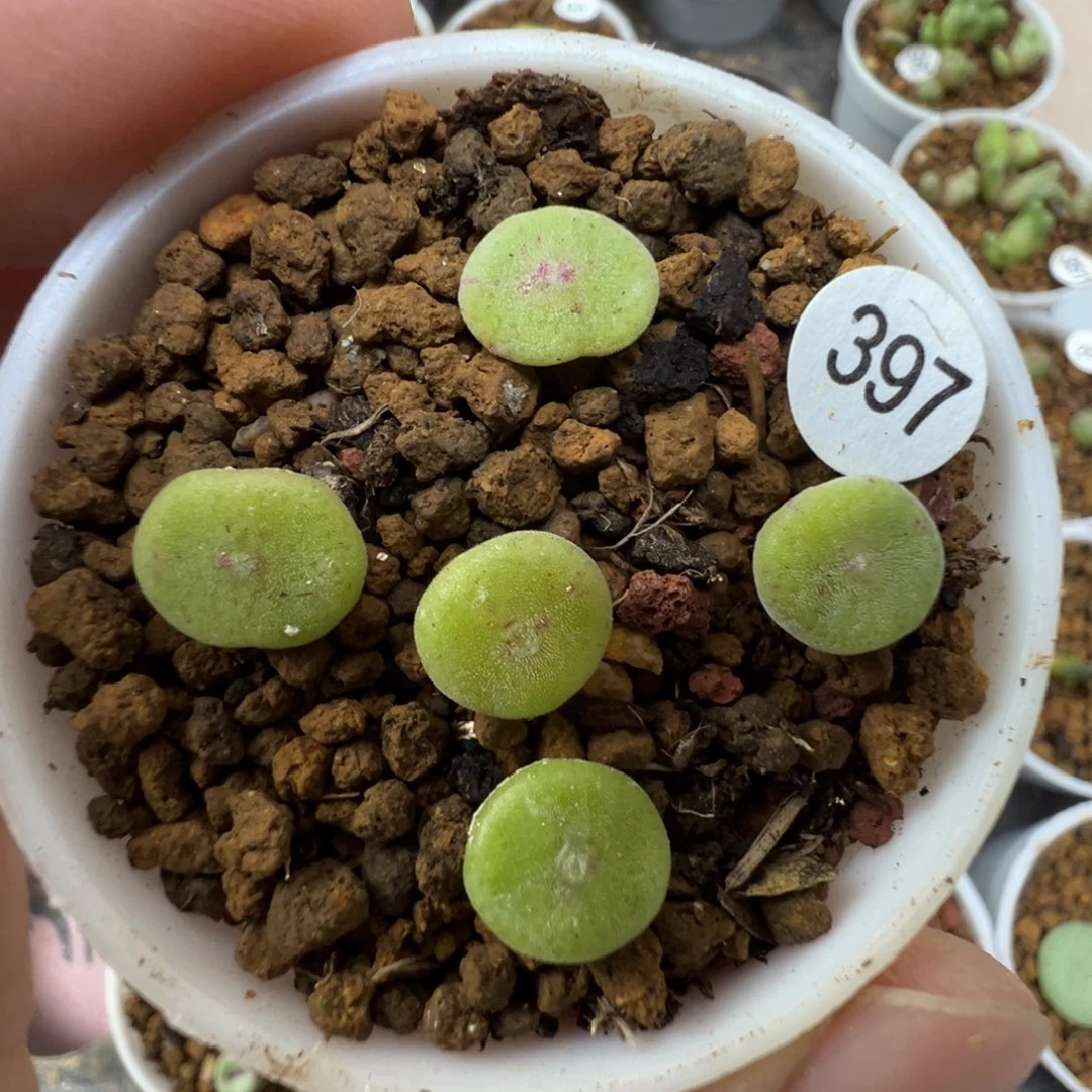 毛饼一颗脱土3970000