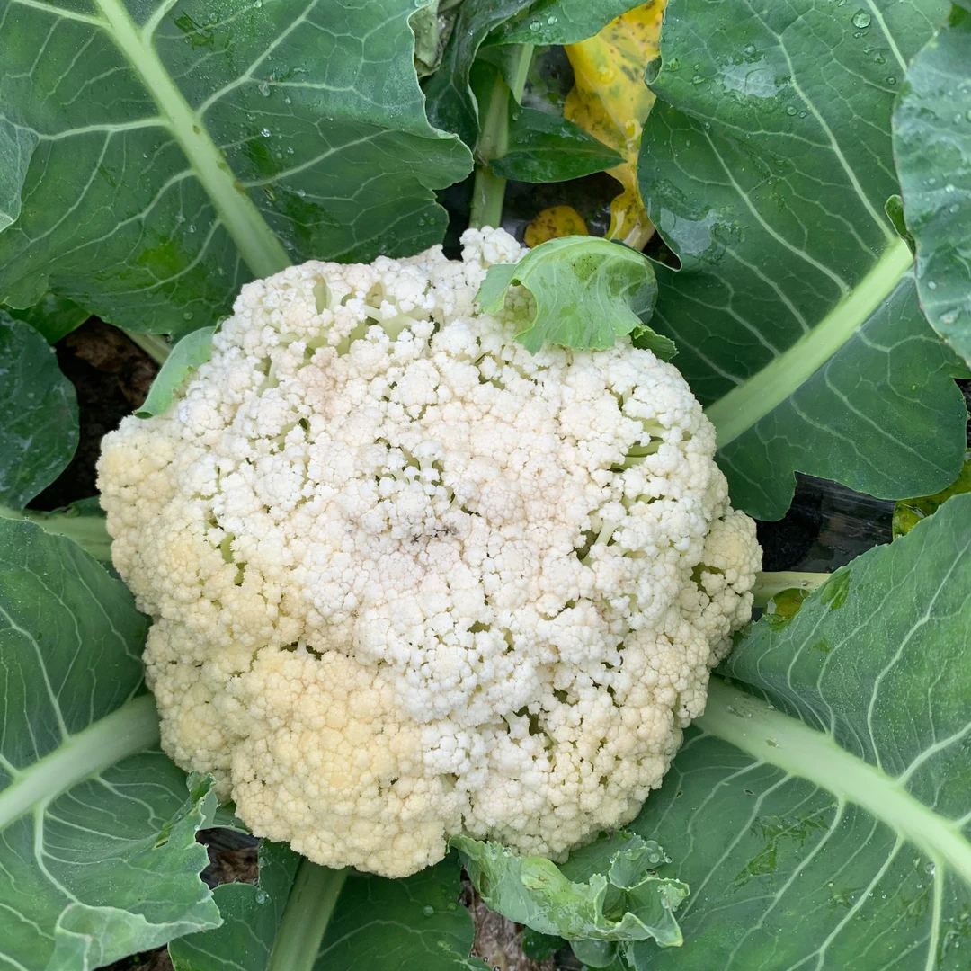 花菜    新鲜发货