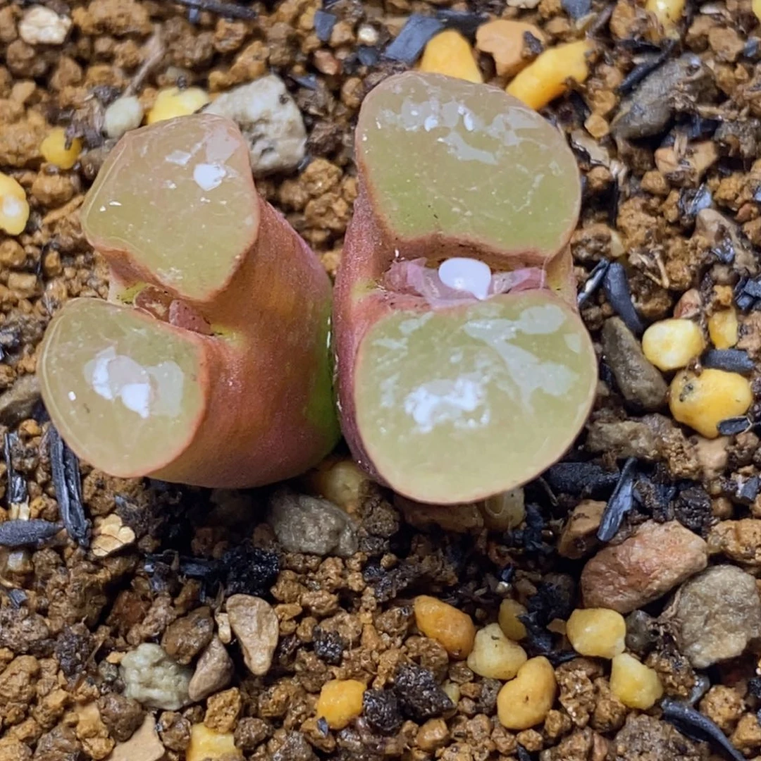 双头克里普兰双头克里普兰