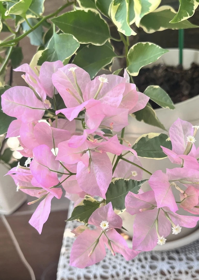 盆苗 【蜡染粉】三角梅 超勤花