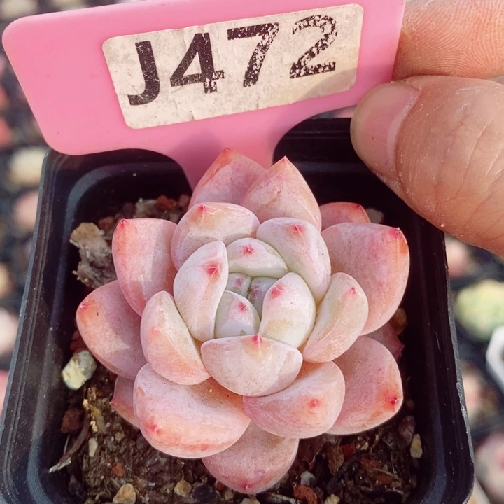 冰糖橙5.5cm多肉植物