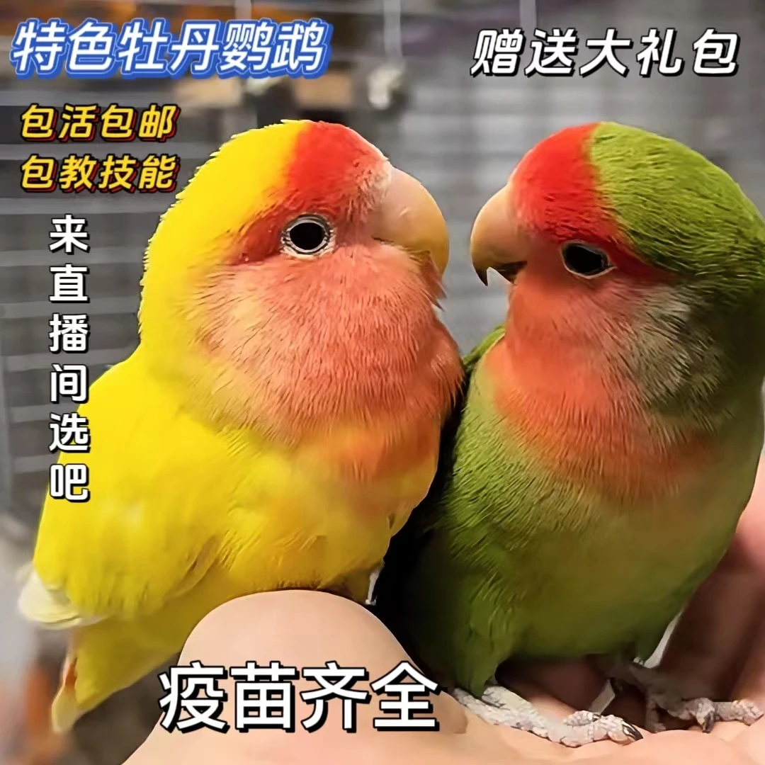 桃脸鹦鹉活鸟黄桃绿桃活物牡丹小鸟手养成年繁殖学说话宠物鸟家养