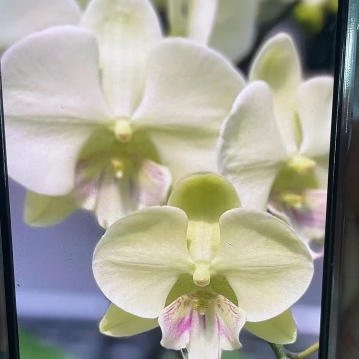 完全开放处理2.8寸爆根马尔大夫叶片微瑕不售后