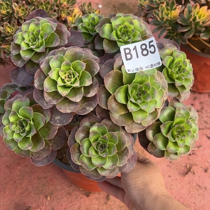 魅金多肉植物185.